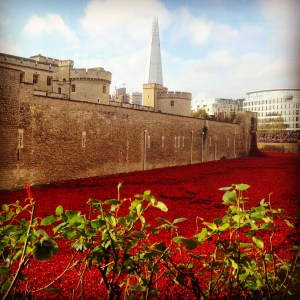 Tower Poppies